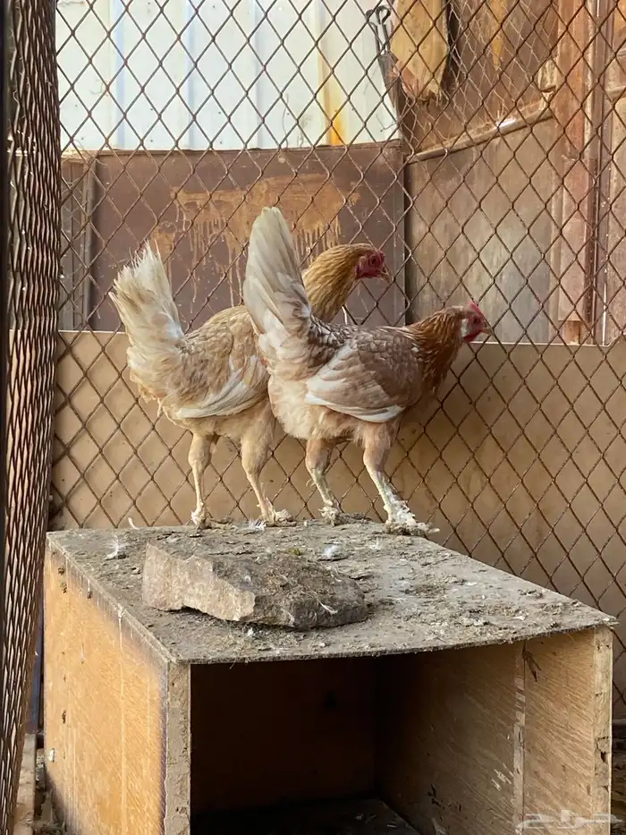 دجاج للبيع 0