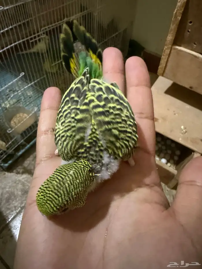 للتبني بادجي تم التبني خلاص راااح 4