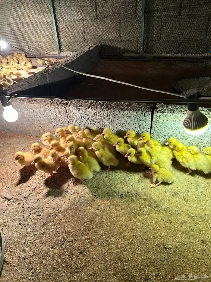 صوص بط بكيني 1