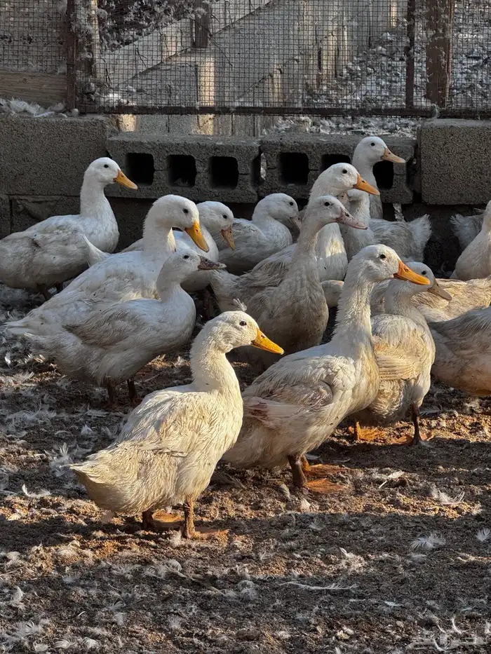 للبيع بكيني بياض 0