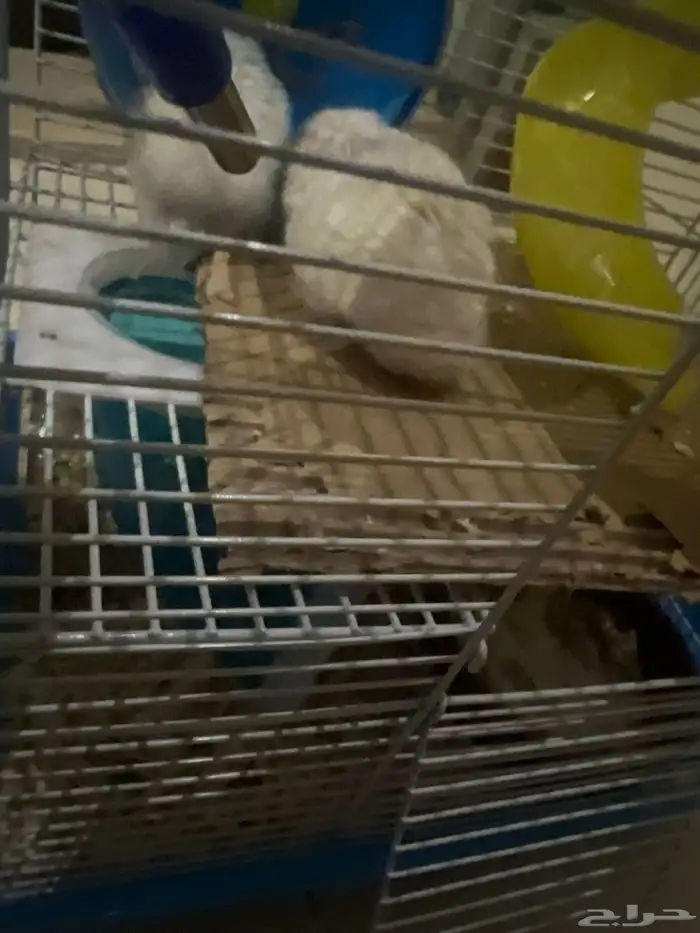 ها مستر للبيع فرنسي 4