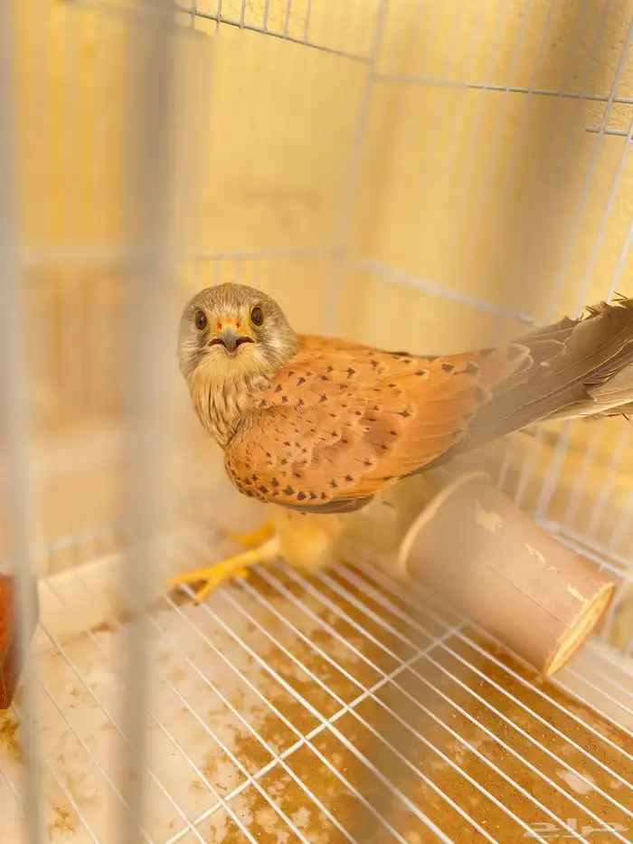 صيد اليوم وحش 0