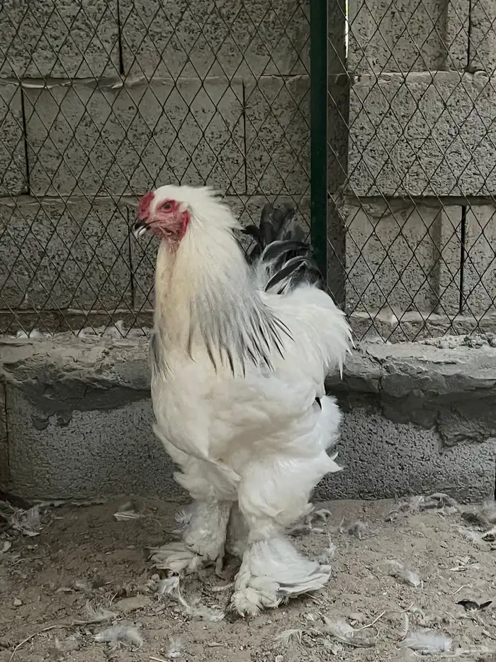 ديك براهما 1