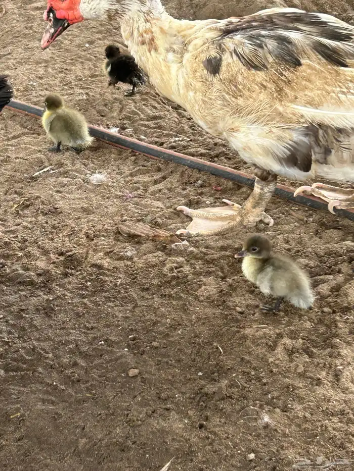 بط معاه صوص 0