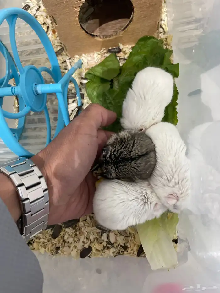 هامستر روسي ذكور اليفه 5