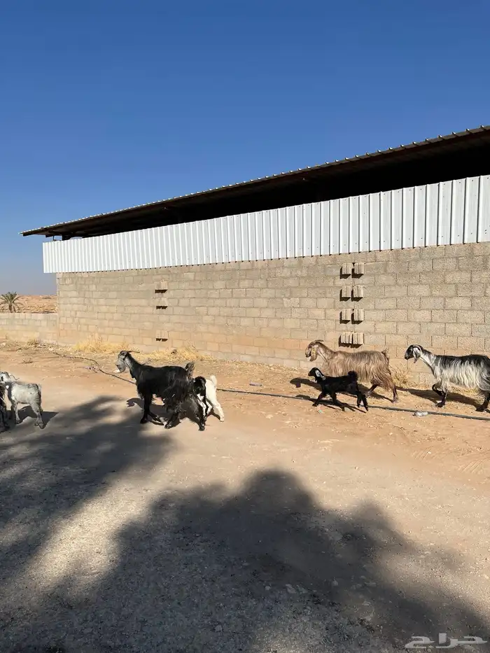 معزا خلفات متابيع مشاريك عوراض شاميه خلفه متبع 2