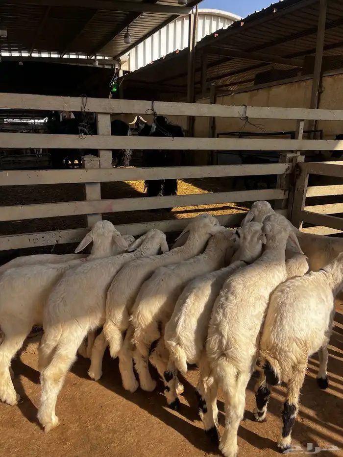 بهم تربيه حري 2