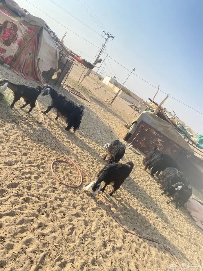غنم للبيع جملة ضأن وماعز بيشة 5