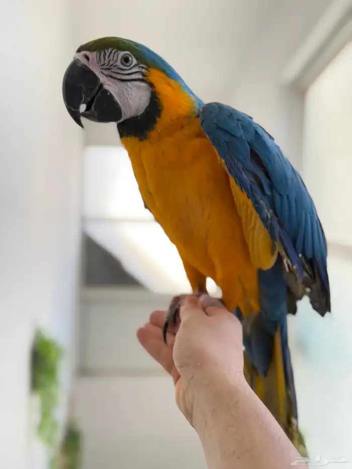 ببغاء مكاو اليف ولعوب ومتكلم عمر 8 شهور 2