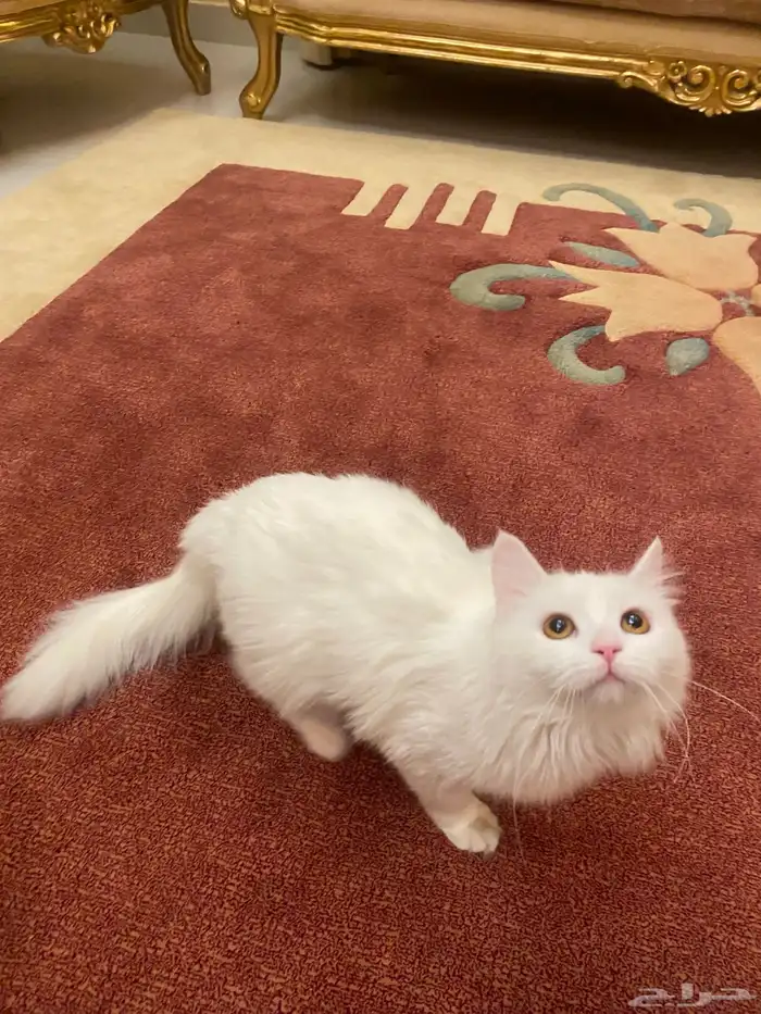 قطة شيرازي للتبني انثى 4