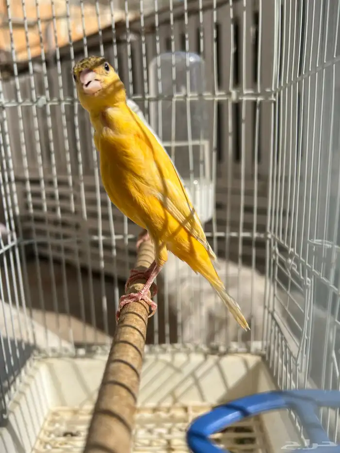 انثى كناري سوري جاهزة(تم البيع) 1