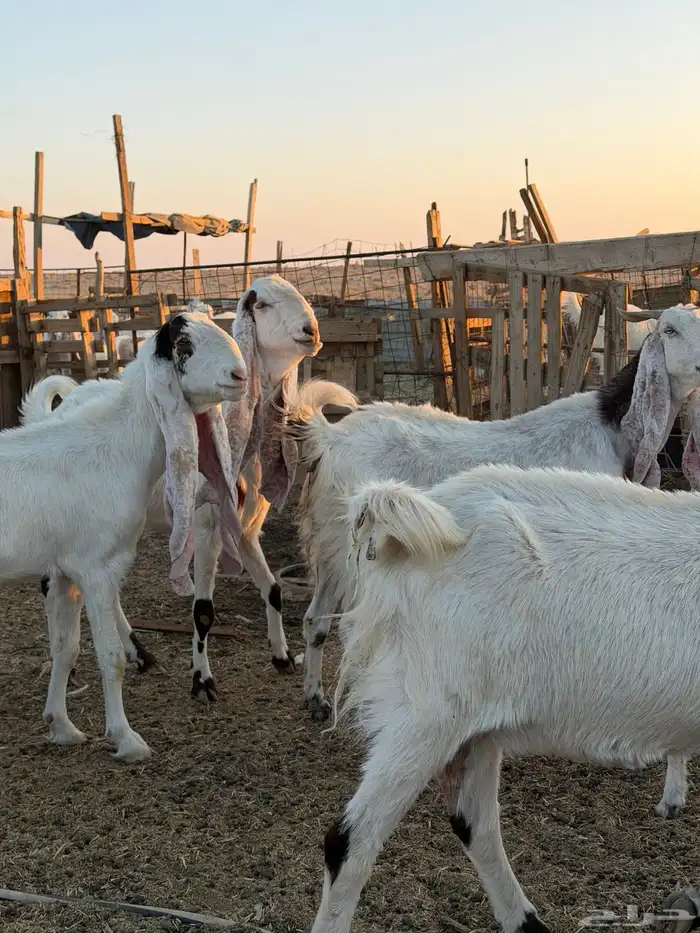 معزاء هولنديات 48