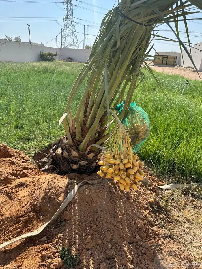 توريد وتركيب نخل لجميع المناطق مثمر 3