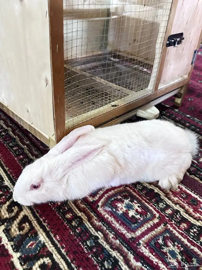 ارانب بلدي جوز 7