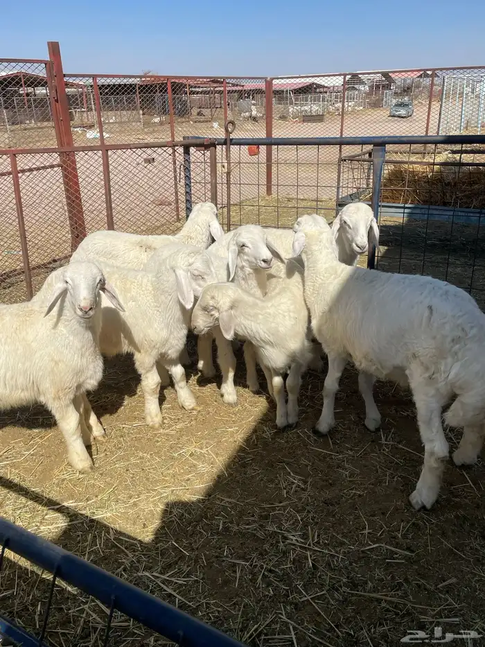 بهم حري وتيوس 8