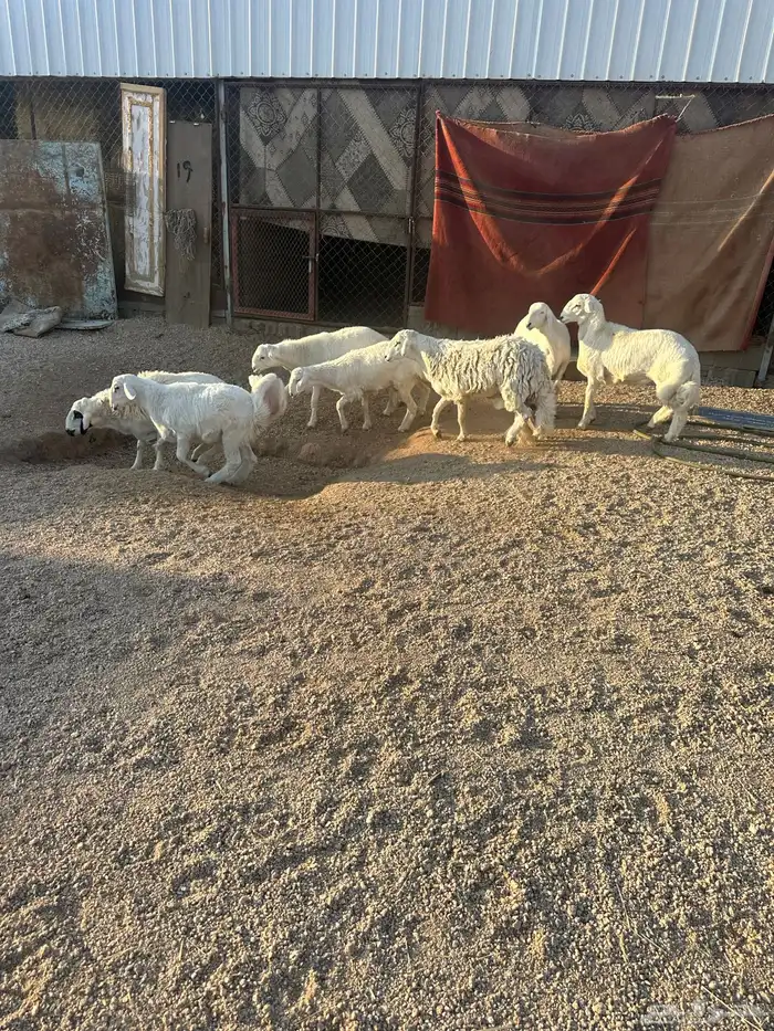 طليان جبره للبيع 0