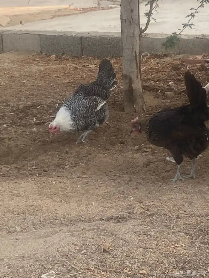 دجاج فيومي 5