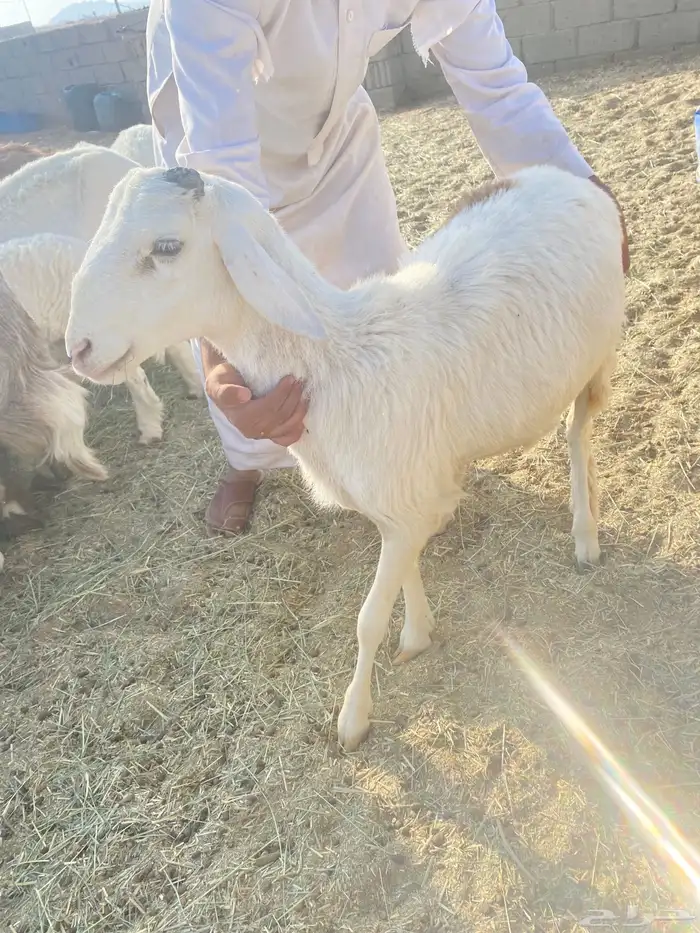 غنم للبيع جملة ضأن وماعز بيشة 11