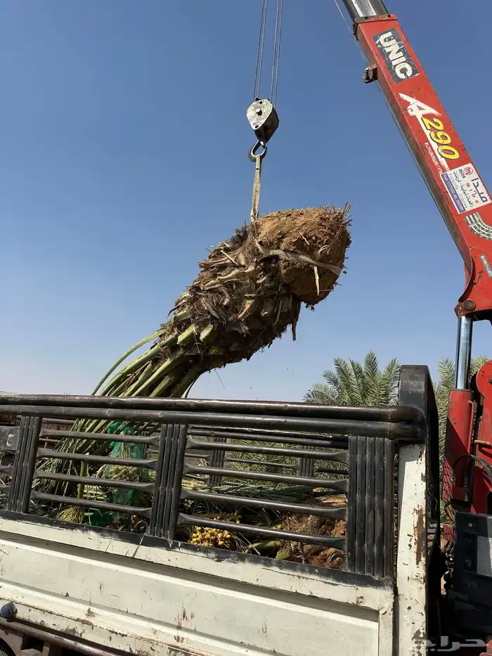 توريد وتركيب نخل لجميع المناطق مثمر 5