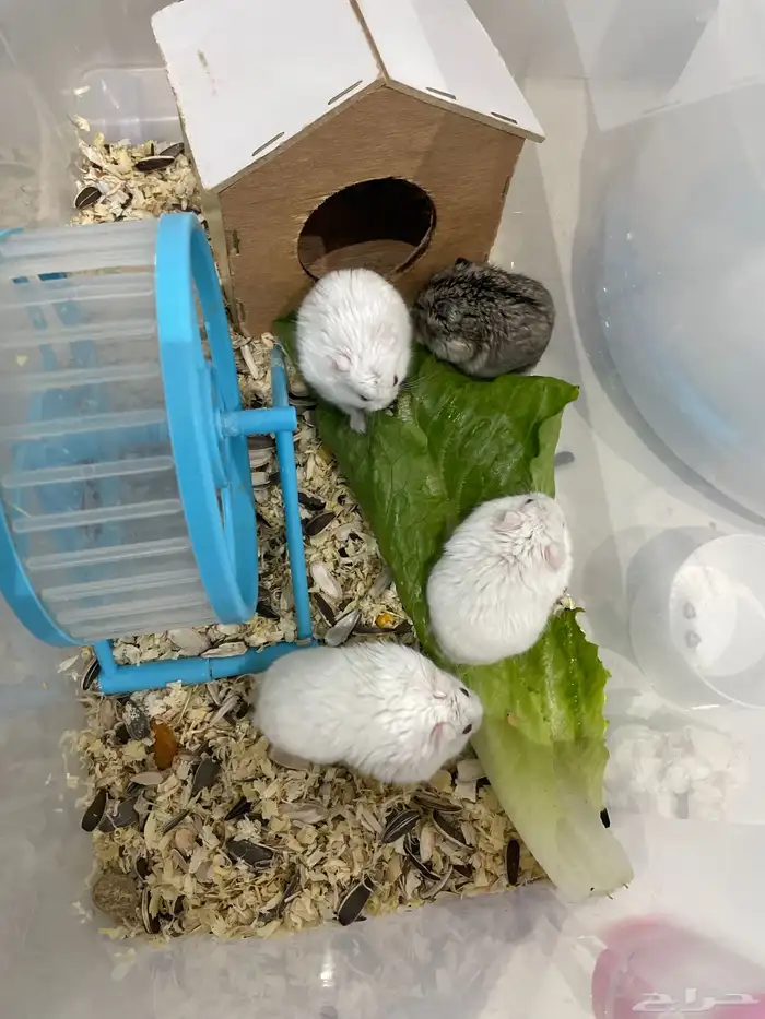 هامستر روسي ذكور اليفه 1