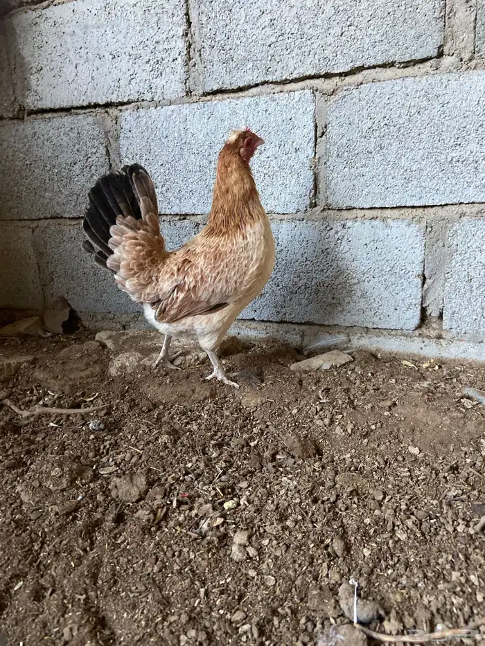 دجاج بلدي للبيع 1