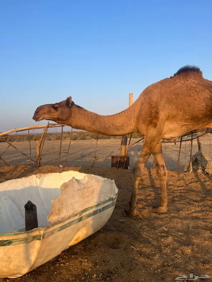 قعود فحل احمر طيب 2