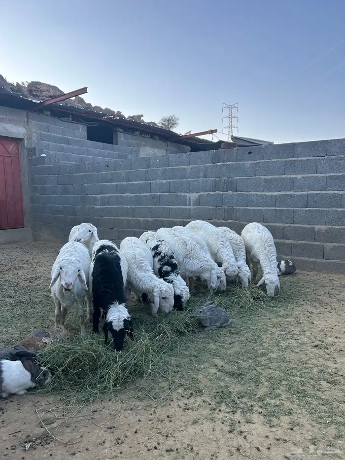 غنم حريه اعمار بين 3 الا 4 يوجد توصيل وذبح 0