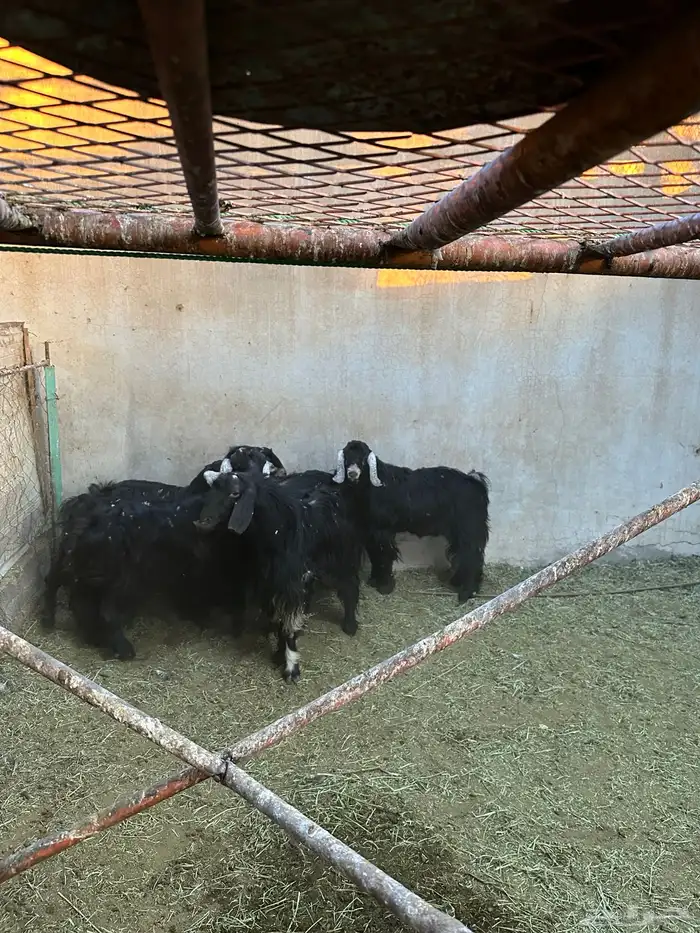 تيوس و فحول للبيع 0