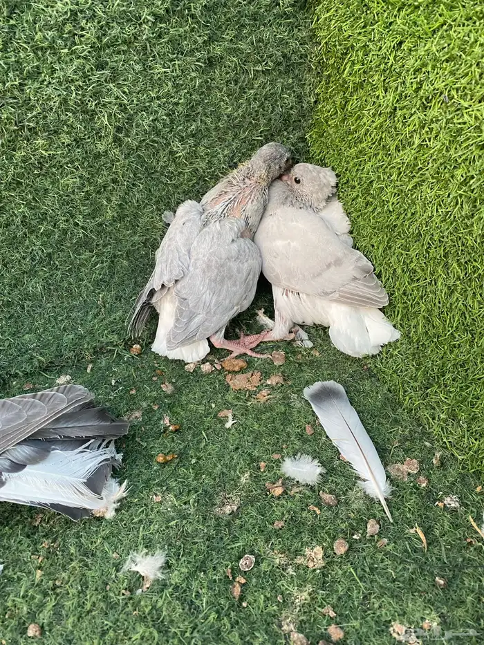 حمام قرقاطي 1