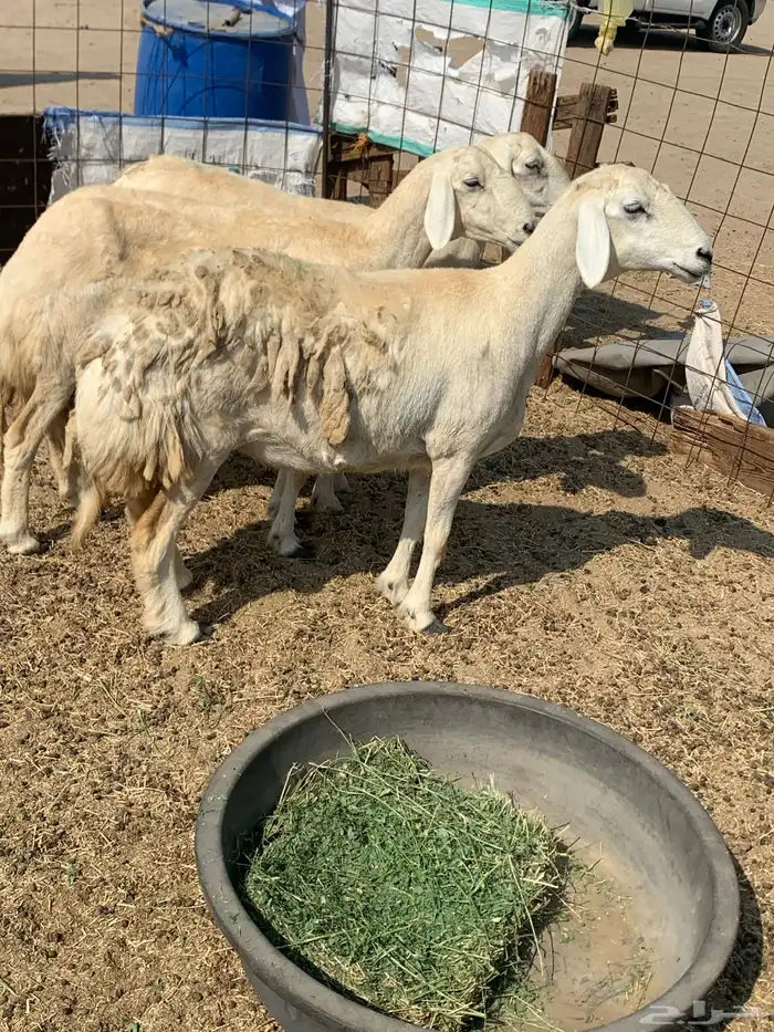 للبيع غنم حريات صنف ورخله والد 1