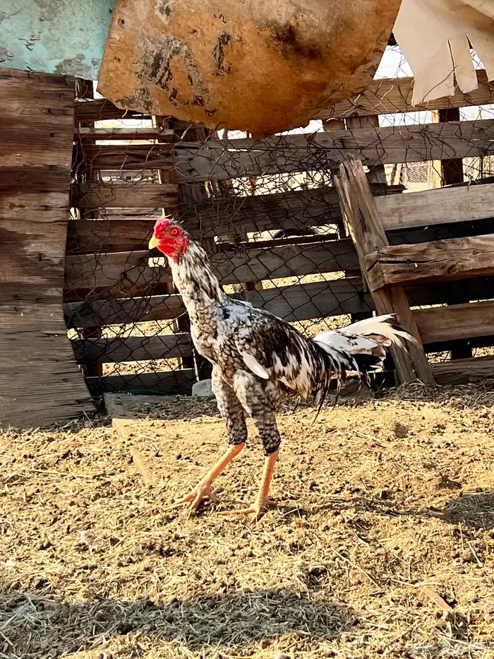 دجاج باكستناني 3