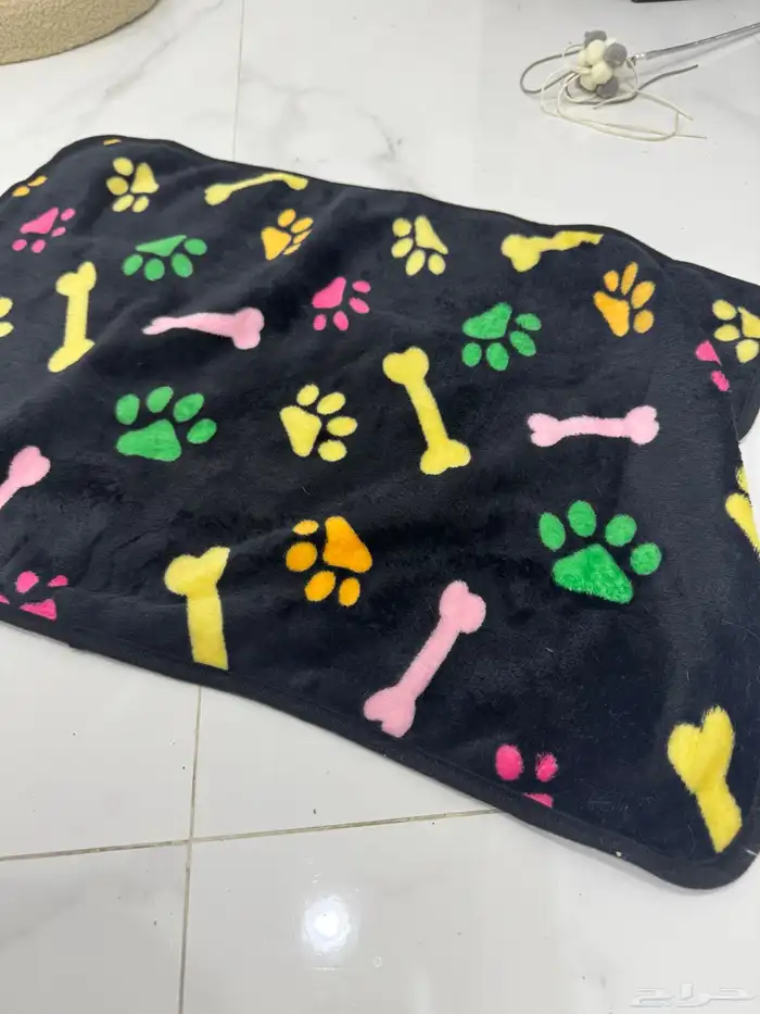 قطه هيميلايا و جميع المستلزمات 10