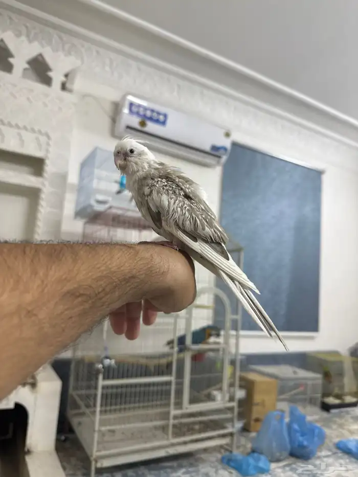 كروان العمر تقريبا  3شهور 3