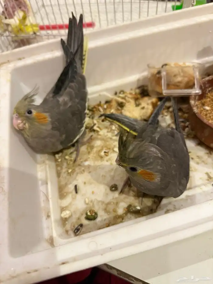 طيور كروان للبيع ما يشكي من شي 1