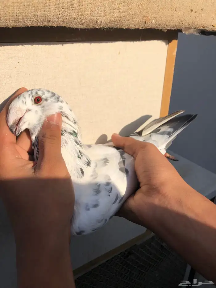 حمام همر الصحة ممتازة 2