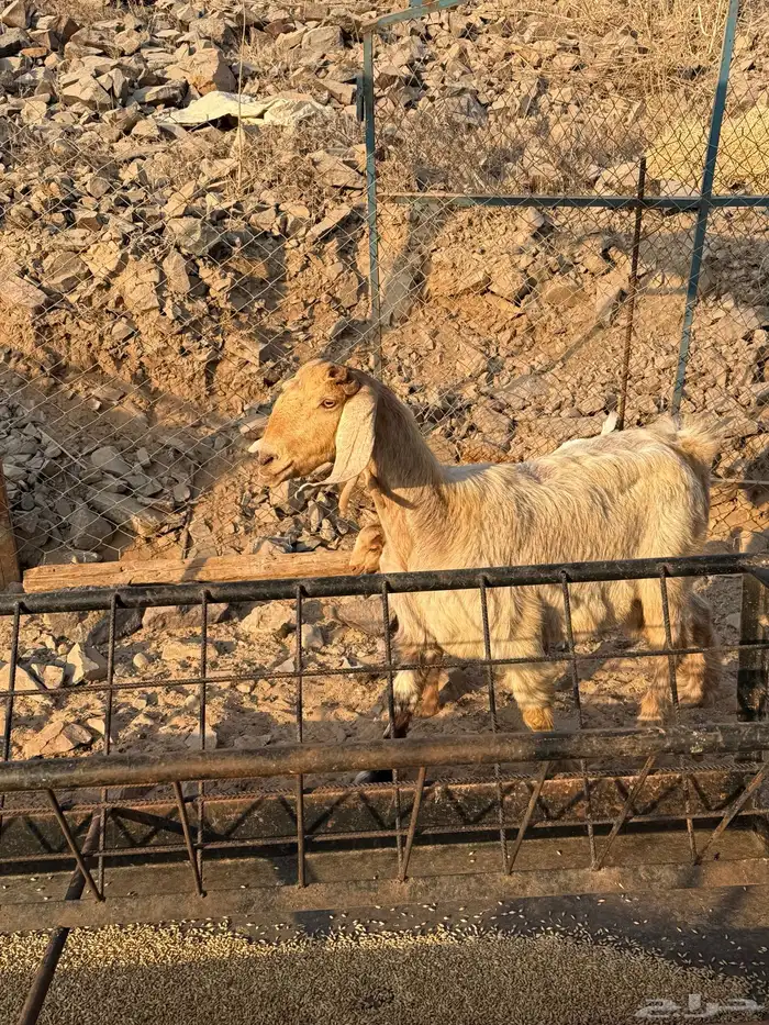 عنز يتبعها رخل 4