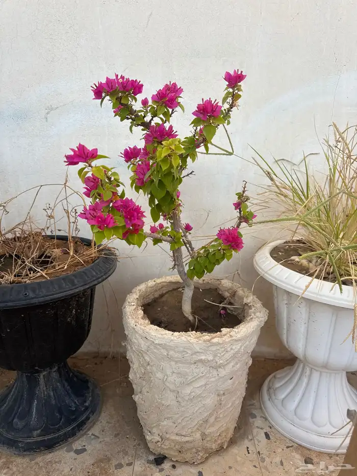 اغراض متنوعه للبيع سمح 3