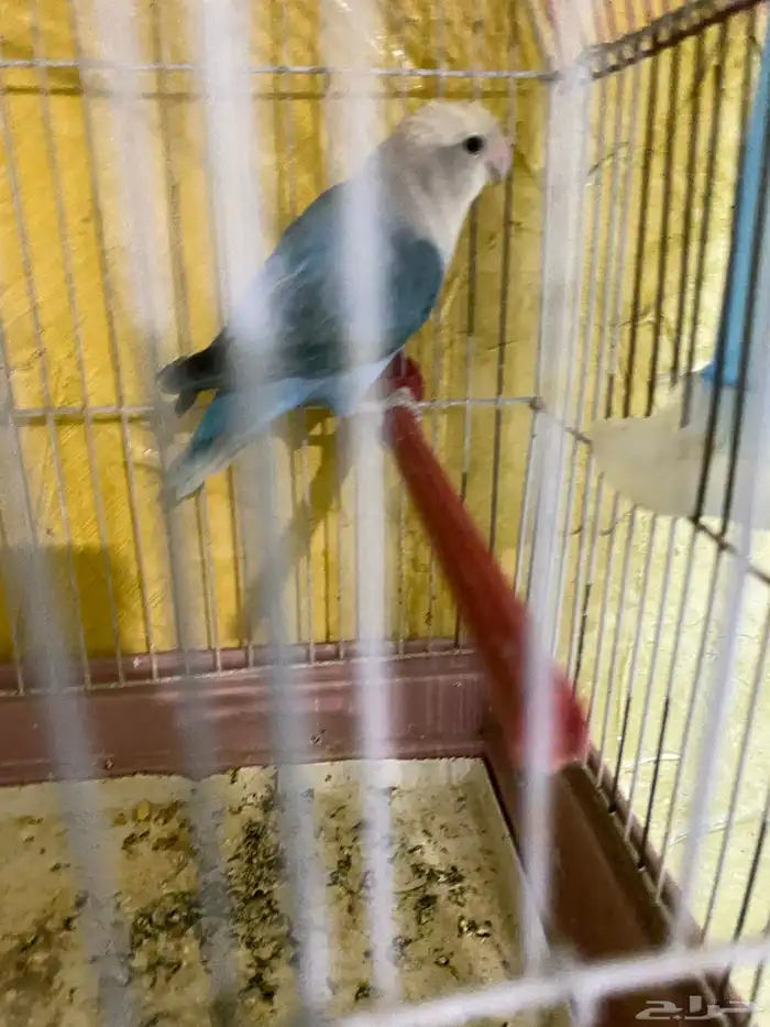 البيع روز على السوم 0