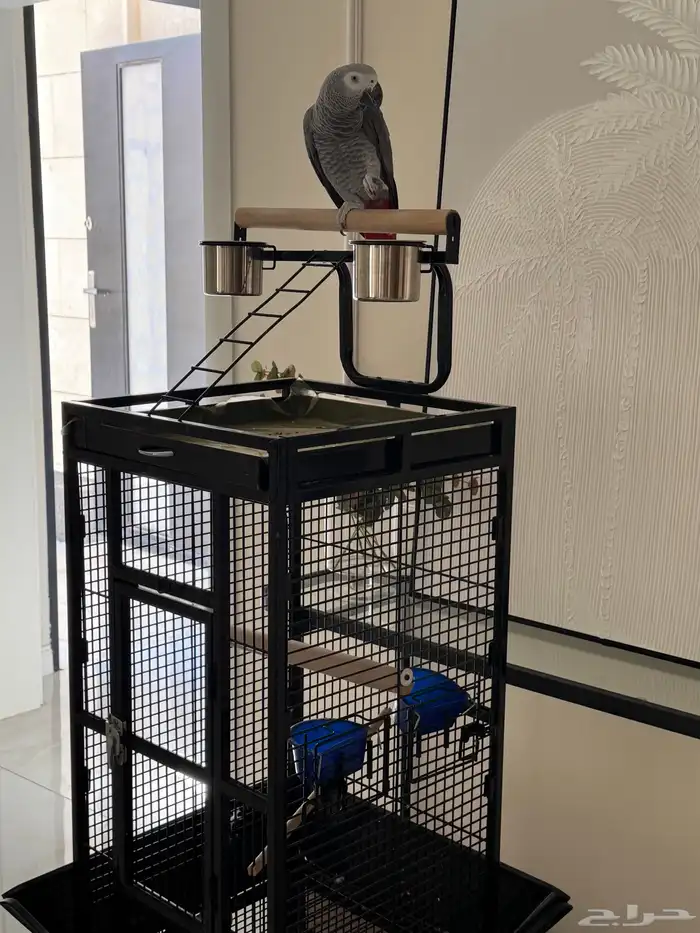 كاسكو إفريقي سوبر جامبو أليف متكلم ومعه 3 أقفاص 0