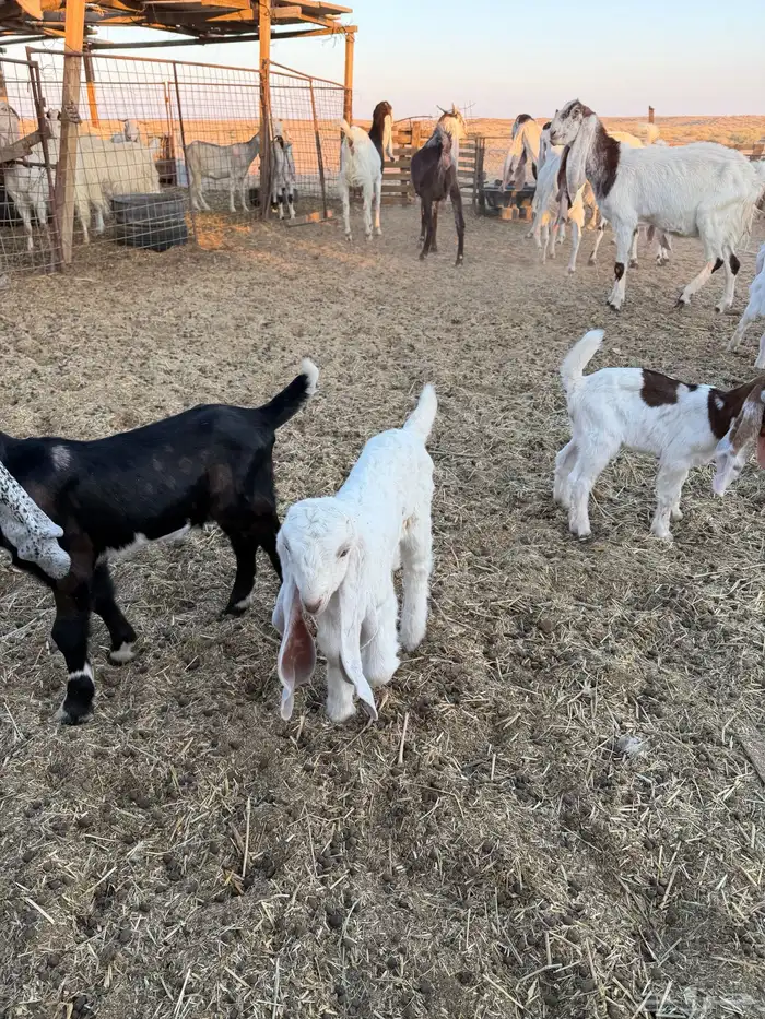 معزاء هولنديات 5