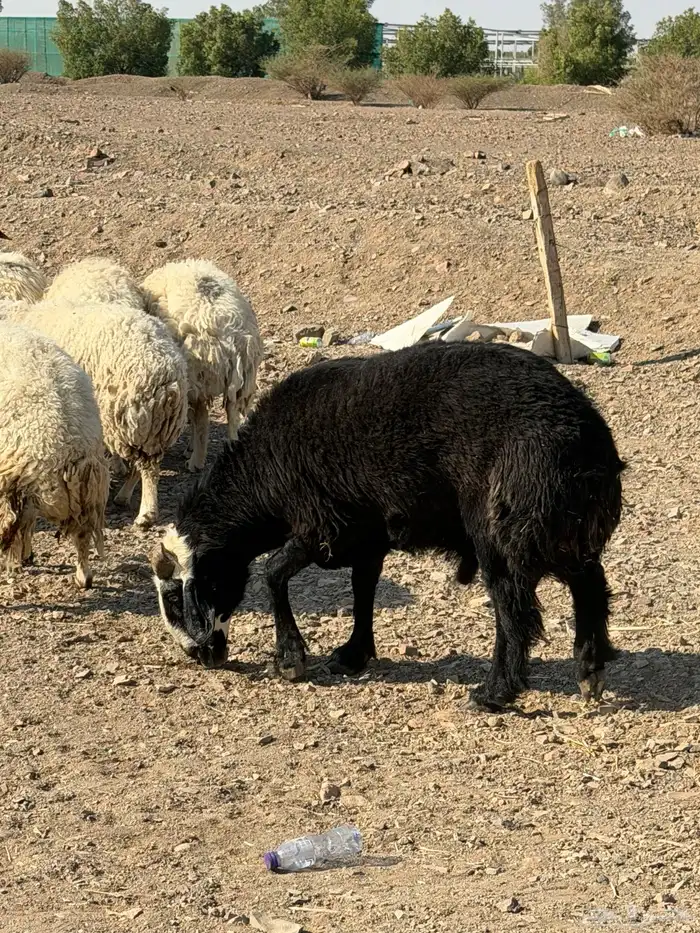 ضان نعيم دفيع بفحلها 1