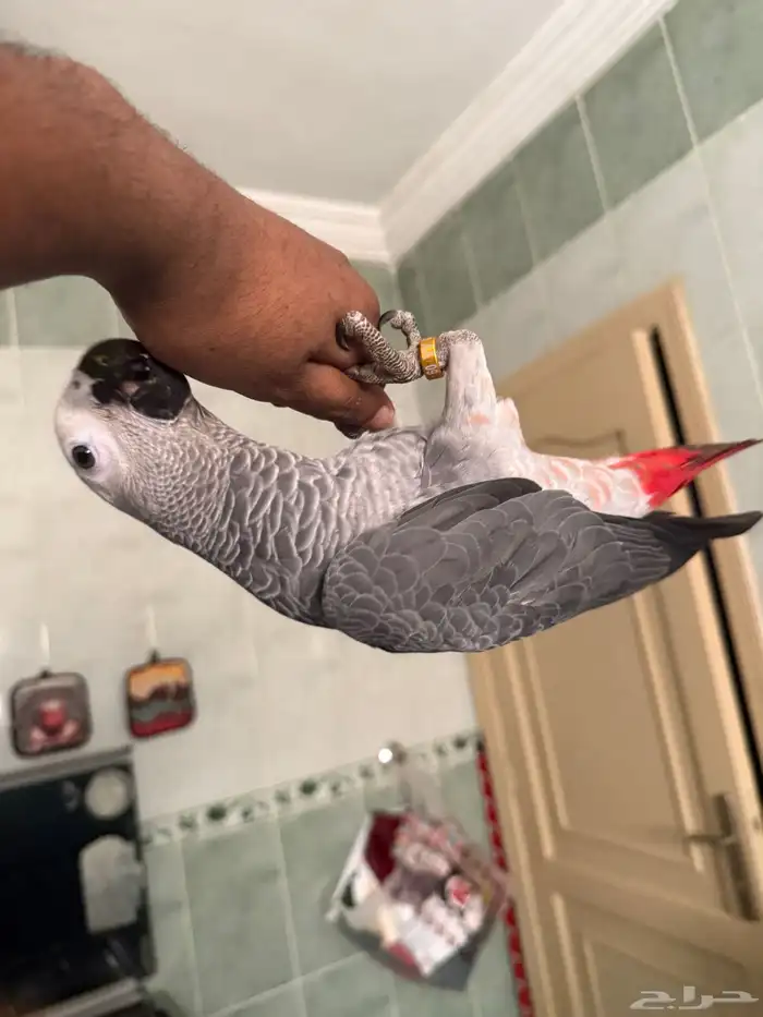 فرخ كاسكو سوبر سوبر جامبو تم البيع 1