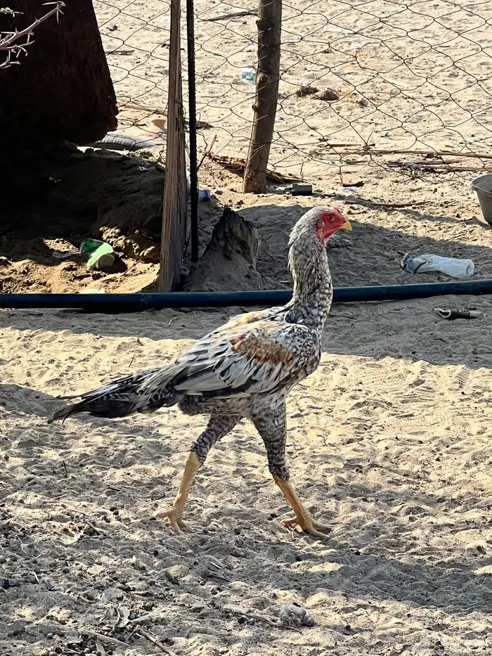 دجاج باكستناني 8