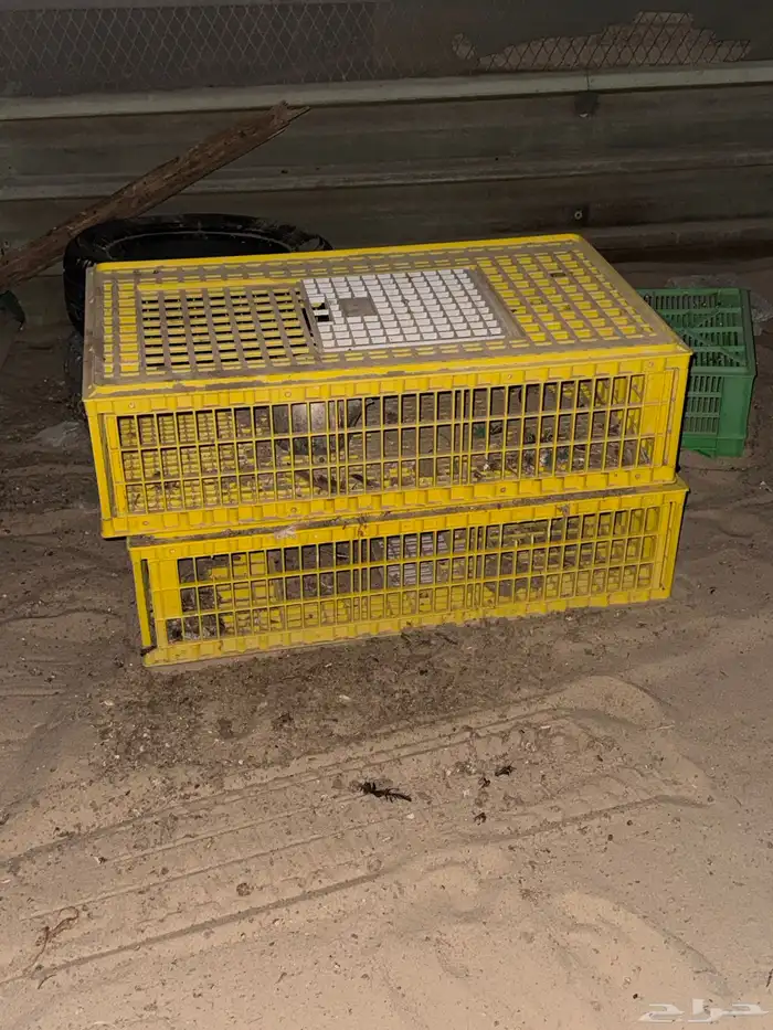 شبوك دجاج او حمام للبيع 0