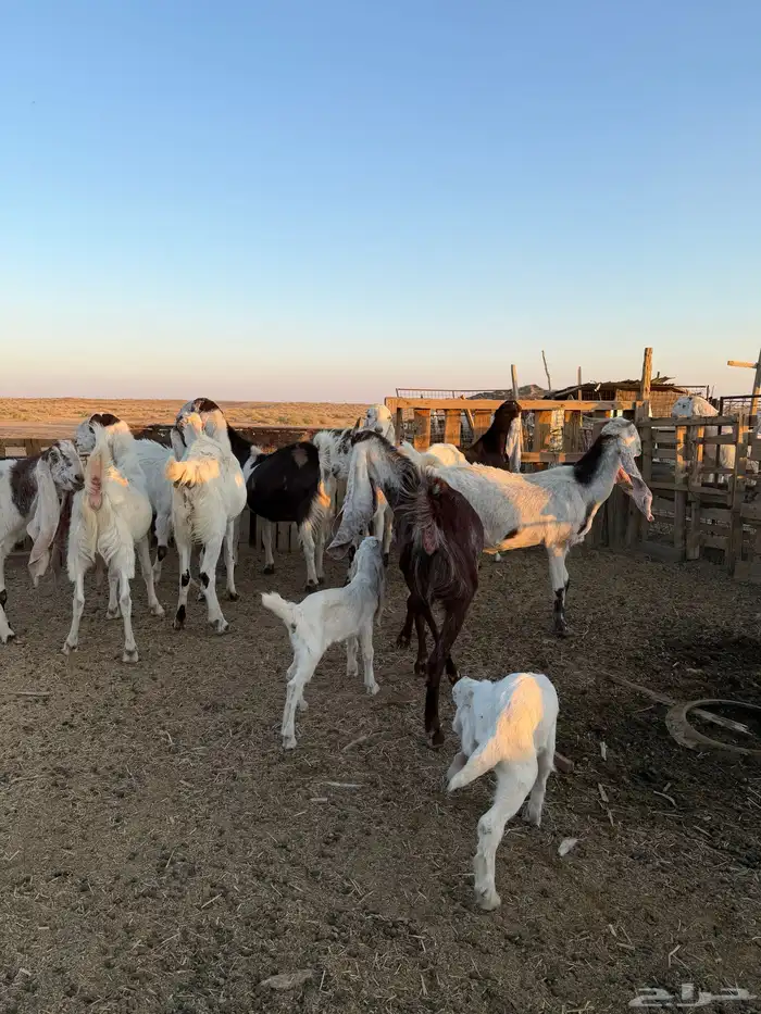 معزاء هولنديات 29