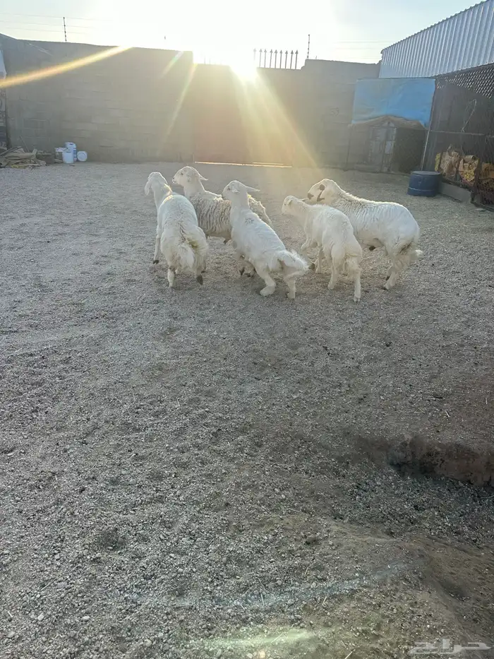 طليان جبره للبيع 1