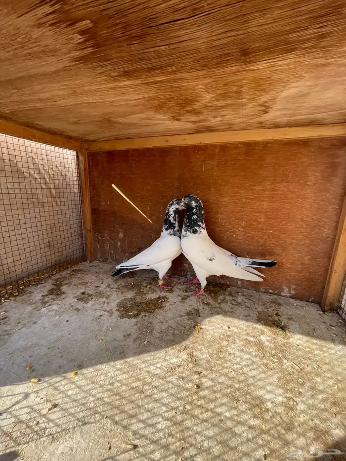 زوج باكستاني منتج 6