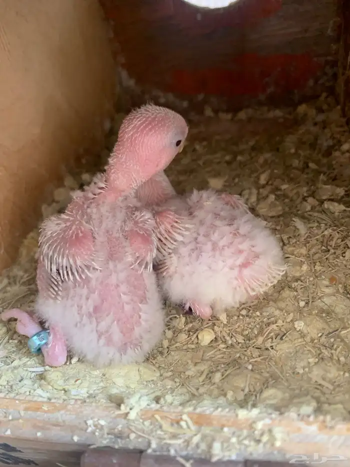 فروخ روز ( تم البيع ) 1