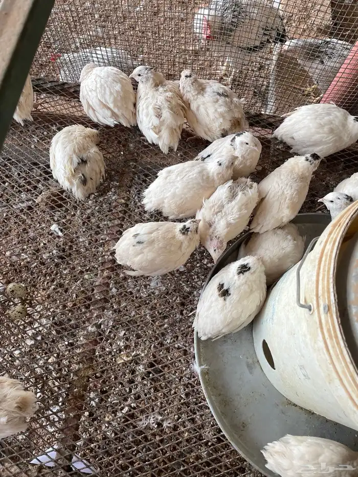 بيض سمان تكساس 0