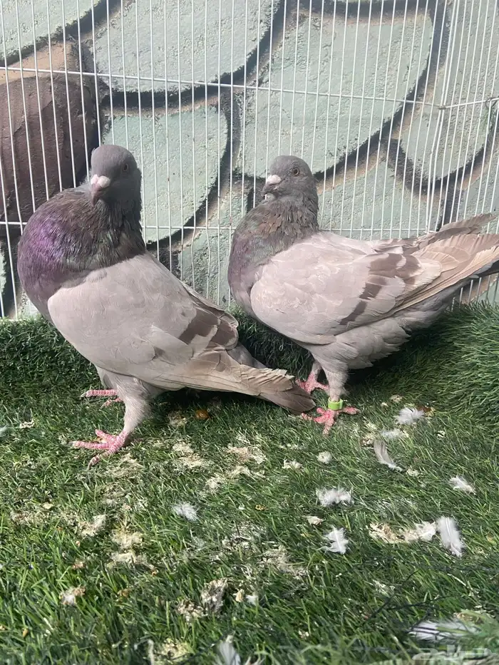 حمام للبيع فرنسي سلفر وجوز شرازي 6